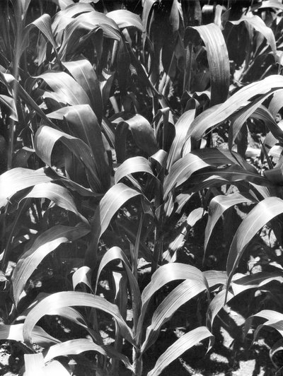 Corn Plants, Mexico, c.1929 by Tina Modotti